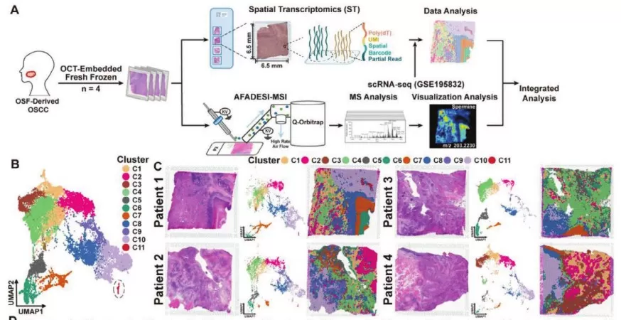 A) Schematic diagram exhibiting the detection and analysis of Spatial Transcriptomics and Spatial Metabolomics in the OSF‐derived OSCC. B) Unsupervised clustering analysis (UMAP) in Spatial Metabolomics (Zhi et al., 2024)